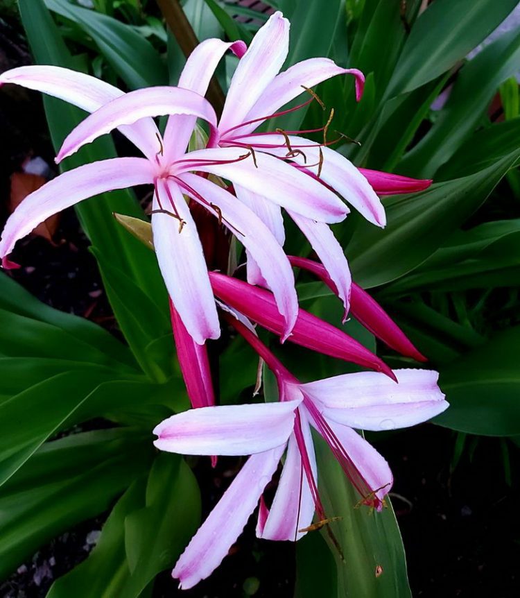 後山小調∕紅花文殊蘭