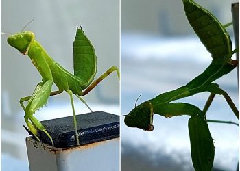 後山小調∕螳螂展美姿