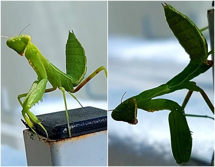 後山小調∕螳螂展美姿