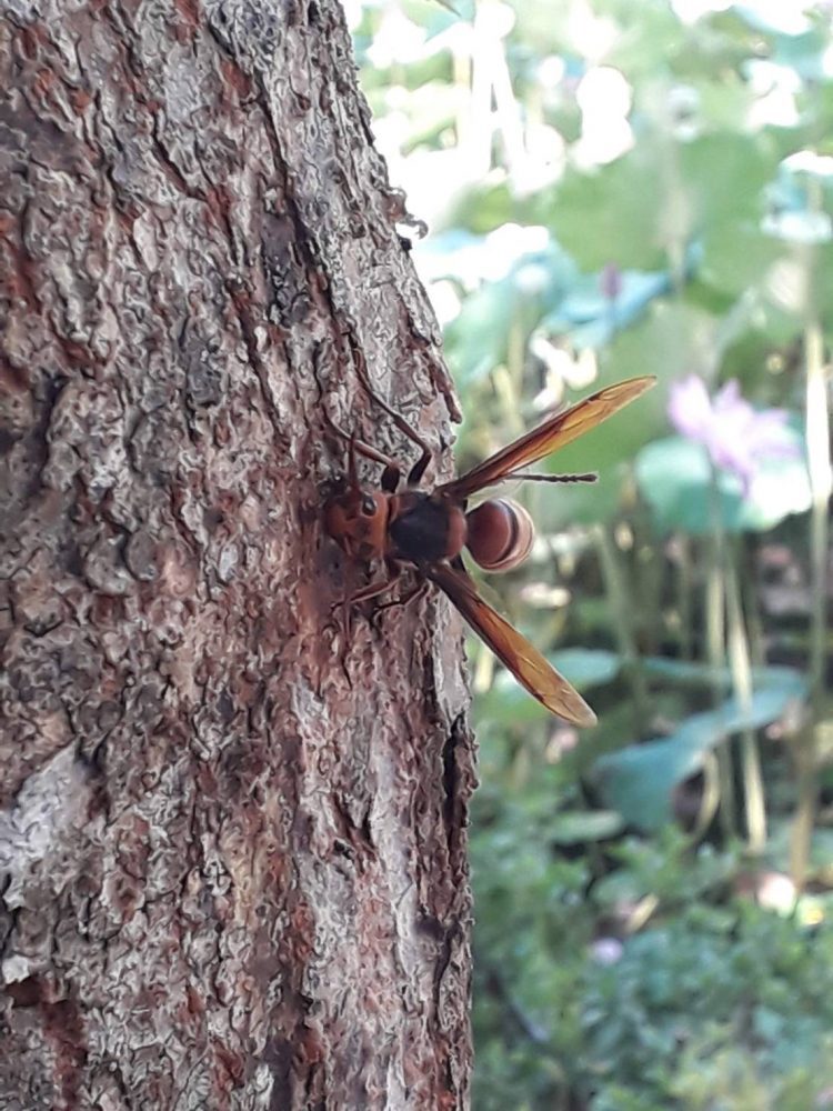 後山小調／今年秋天虎頭蜂無所不在