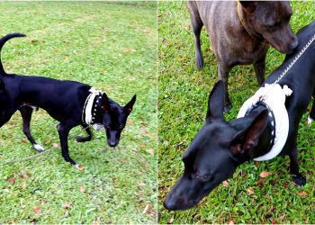 後山小調／小黑能夠走動散步了