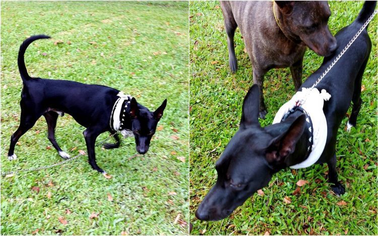 後山小調／小黑能夠走動散步了