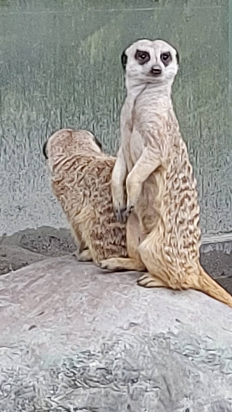 後山小調／施工 不要吵到野生動物