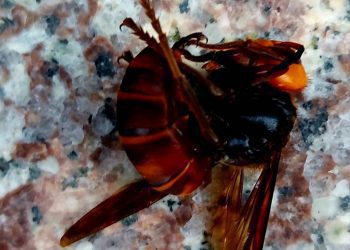 後山小調／遭遇虎頭蜂突擊