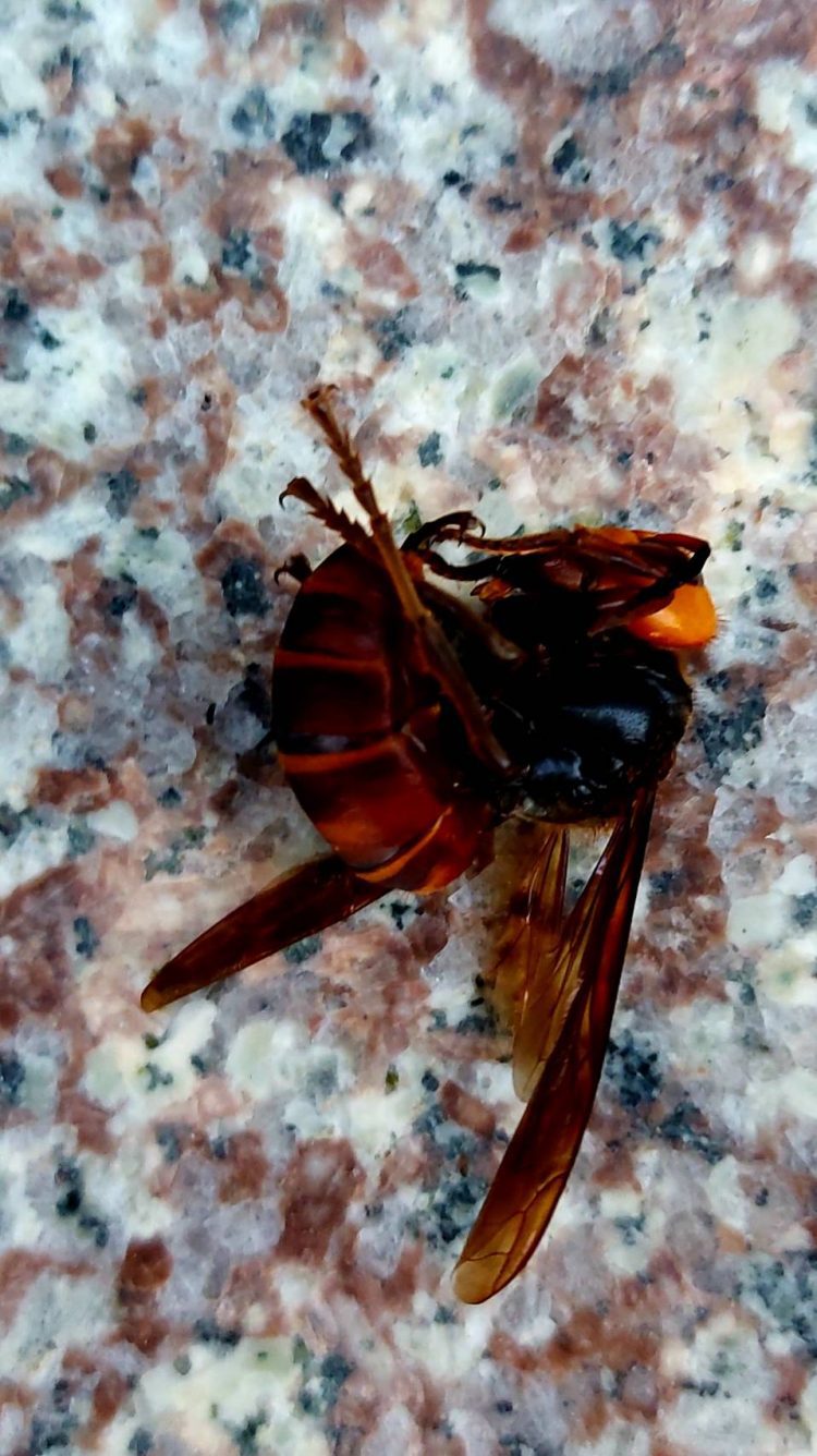 後山小調/遭遇虎頭蜂突擊 後山小調/遭遇虎頭蜂突擊