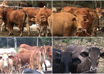 東縣養牛 須釘掛耳標且省道旁2百公尺內禁養