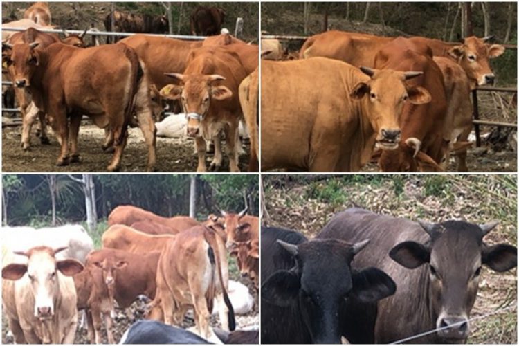 東縣養牛 須釘掛耳標且省道旁2百公尺內禁養