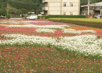 桃園花彩節 大溪展區打造異國風