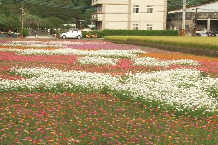 桃園花彩節 大溪展區打造異國風 桃園花彩節 大溪展區打造異國風