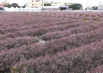 楊梅仙草花將綻放 特色農產加美景超吸睛