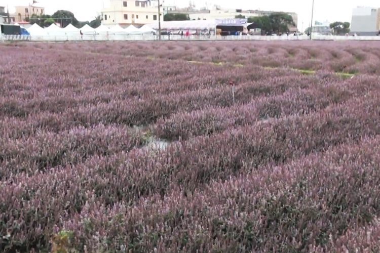 楊梅仙草花將綻放 特色農產加美景超吸睛 楊梅仙草花將綻放 特色農產加美景超吸睛