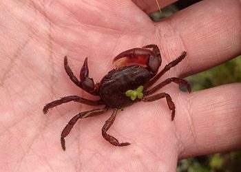 澎湖科大、中興大學、宜蘭大學 跨校整合共同發表台灣新種淡水蟹