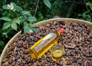 產區直送 油夠安心 2021桃園苦茶油節11/27大溪初登場！