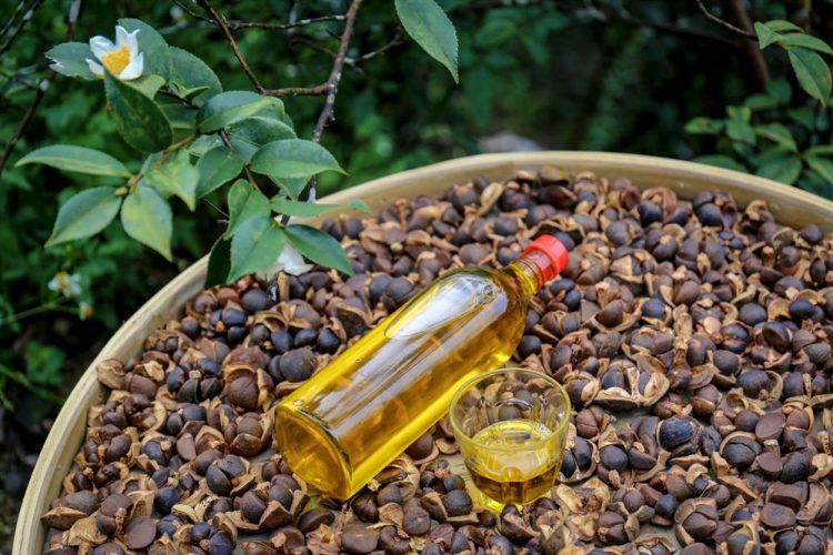 產區直送 油夠安心 2021桃園苦茶油節11/27大溪初登場！