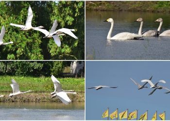用鏡頭看鳥事∕五隻小天鵝遠從北極圈飛來宜蘭度冬