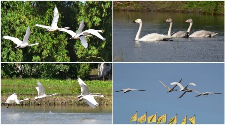 用鏡頭看鳥事∕五隻小天鵝遠從北極圈飛來宜蘭度冬 用鏡頭看鳥事∕五隻小天鵝遠從北極圈飛來宜蘭度冬