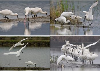 用鏡頭看鳥事∕大約在冬季 黑面琵鷺來報到
