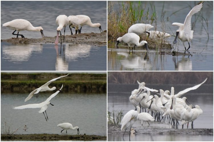 用鏡頭看鳥事∕大約在冬季 黑面琵鷺來報到