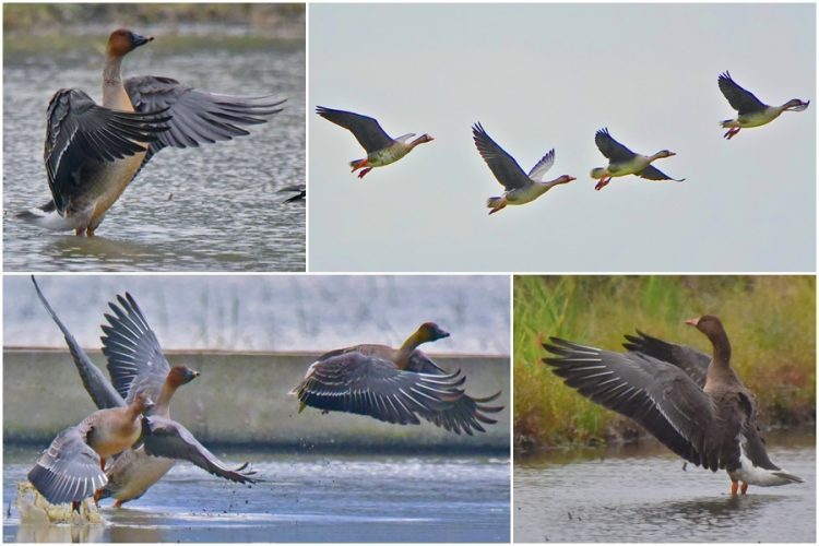 用鏡頭看鳥事∕白額雁、凍原豆雁陸續飛抵宜蘭度冬 用鏡頭看鳥事∕白額雁、凍原豆雁陸續飛抵宜蘭度冬