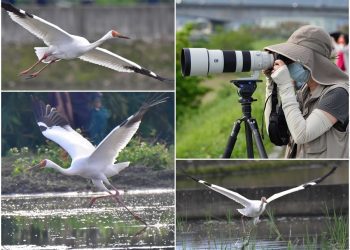 用鏡頭看鳥事∕超級迷鳥現身宜蘭 攝影師追拍西伯利亞白鶴