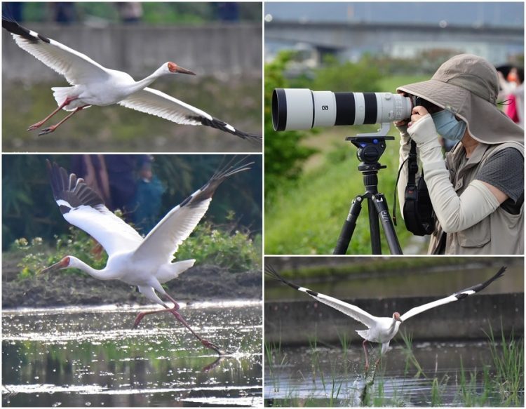 用鏡頭看鳥事∕超級迷鳥現身宜蘭 攝影師追拍西伯利亞白鶴 用鏡頭看鳥事∕超級迷鳥現身宜蘭 攝影師追拍西伯利亞白鶴