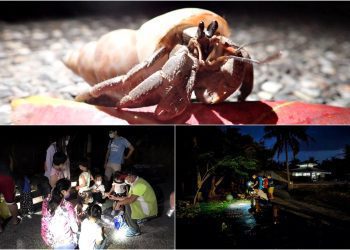 給寄居蟹一個家 今年募殼118件