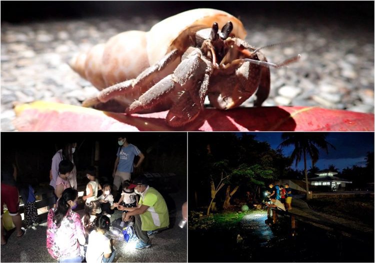 給寄居蟹一個家 今年募殼118件