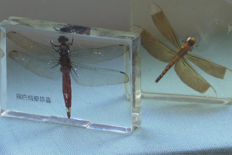 蜻蜓、豆娘生態特展 11/3~7竹東林業展示館登場 蜻蜓、豆娘生態特展 11/3~7竹東林業展示館登場