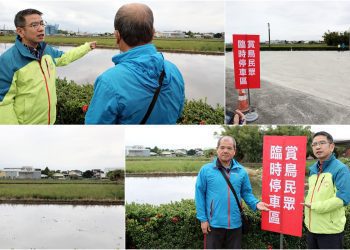 西伯利亞白鶴宜蘭現蹤 公所籲水田暫勿使用農藥護嬌客