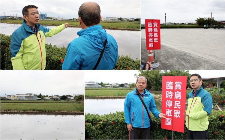 西伯利亞白鶴宜蘭現蹤 公所籲水田暫勿使用農藥護嬌客