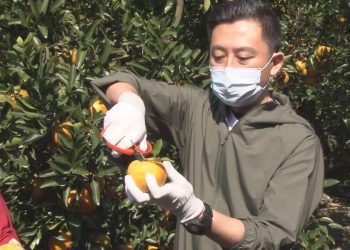 大新竹合併農業請益 林智堅探訪寶山柑橘果園