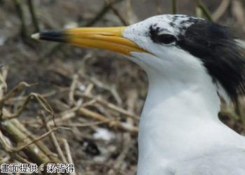 就差你一票 尋找神話之鳥