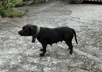 後山小調∕令人惶惶不安的比特犬