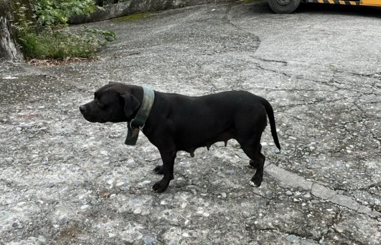 後山小調∕令人惶惶不安的比特犬