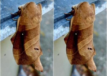 後山小調∕偽裝的枯葉蛾