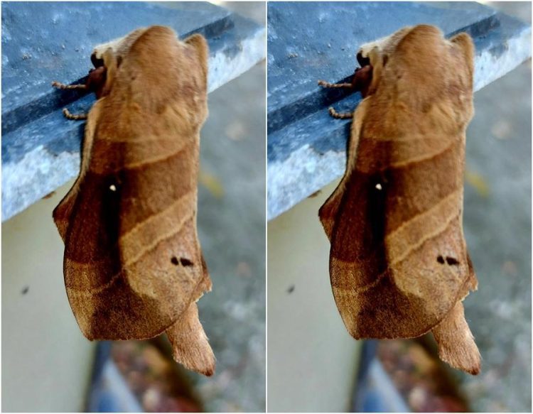 後山小調∕偽裝的枯葉蛾