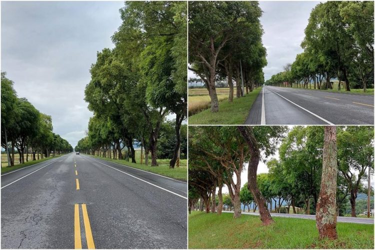 後山小調∕公路拓寬保留行道樹