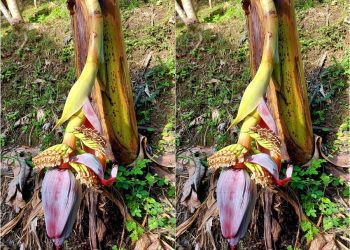 後山小調∕斷腰求生