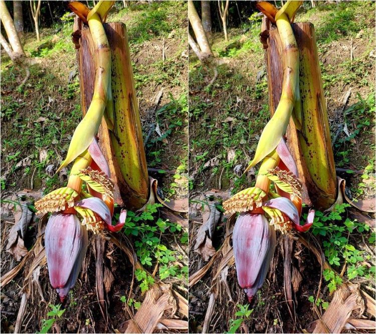 後山小調∕斷腰求生