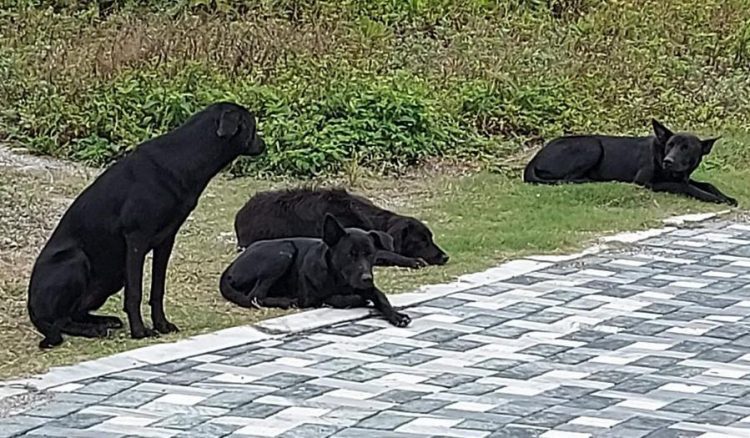 後山小調∕犬隻為何大量被毒害？