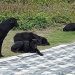 後山小調∕犬隻為何大量被毒害? 後山小調∕犬隻為何大量被毒害?
