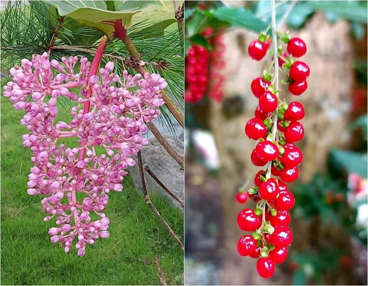 後山小調∕珠光寶氣的花