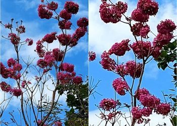 後山小調∕紅花風鈴木早開了