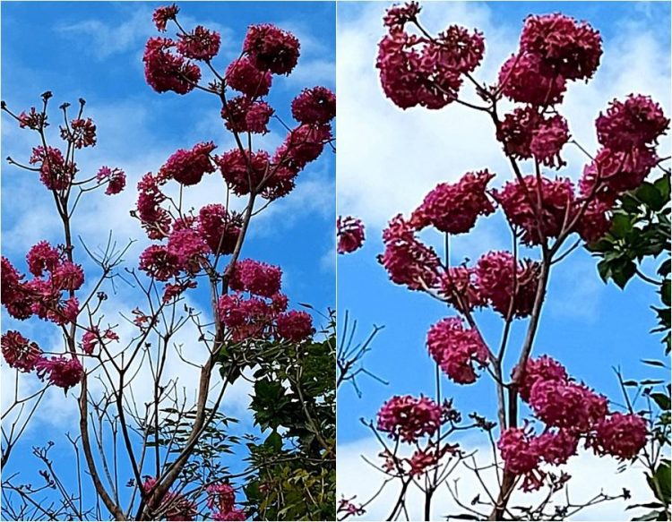 後山小調∕紅花風鈴木早開了 後山小調∕紅花風鈴木早開了