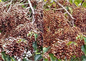 後山小調∕茄苳果大爆發 群鳥飛臨飽餐