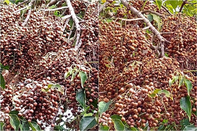 後山小調∕茄苳果大爆發 群鳥飛臨飽餐