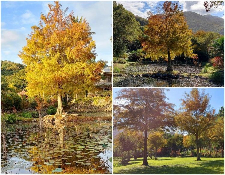 後山小調∕落羽松變色了