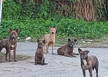 後山小調∕路狗總是緊迫盯人！