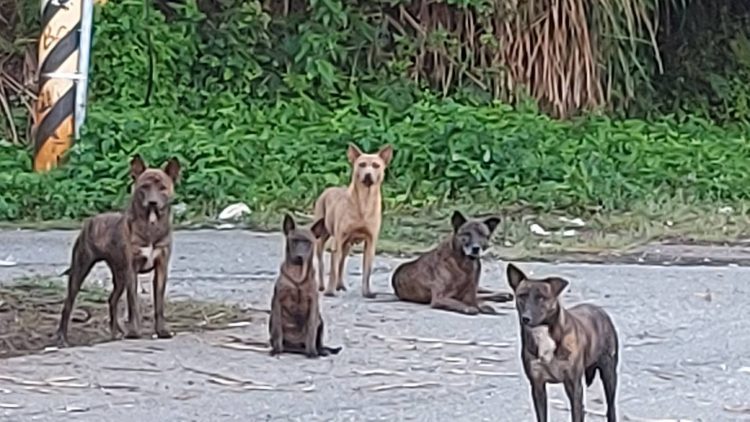 後山小調∕路狗總是緊迫盯人! 後山小調∕路狗總是緊迫盯人!