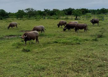 後山小調∕陽明山水牛到花蓮安養天年
